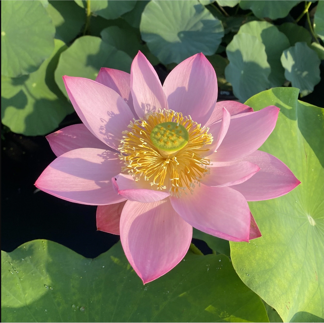 The spiritual significance of the Lotus Flower